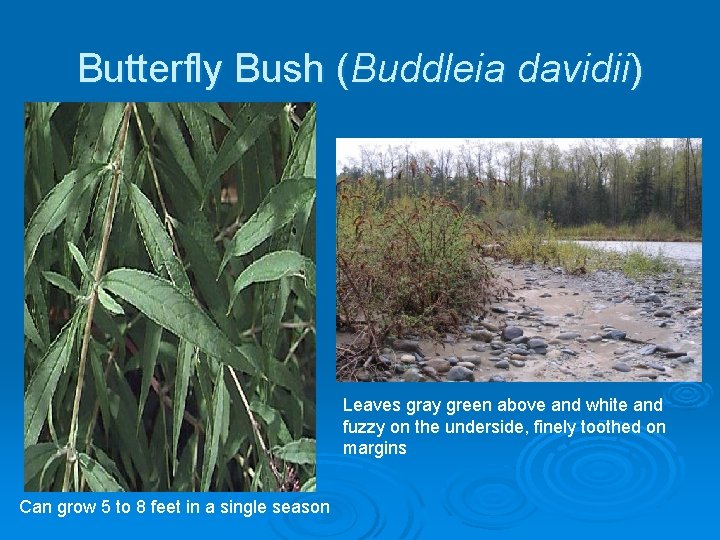 Butterfly Bush (Buddleia davidii) Leaves gray green above and white and fuzzy on the