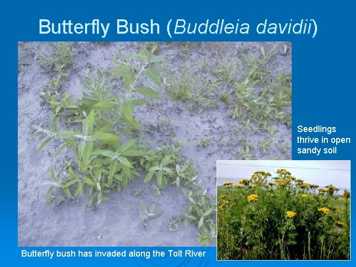 Butterfly Bush (Buddleia davidii) Seedlings thrive in open sandy soil Butterfly bush has invaded
