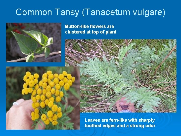 Common Tansy (Tanacetum vulgare) Button-like flowers are clustered at top of plant Leaves are