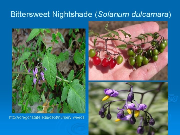 Bittersweet Nightshade (Solanum dulcamara) http: //oregonstate. edu/dept/nursery-weeds 