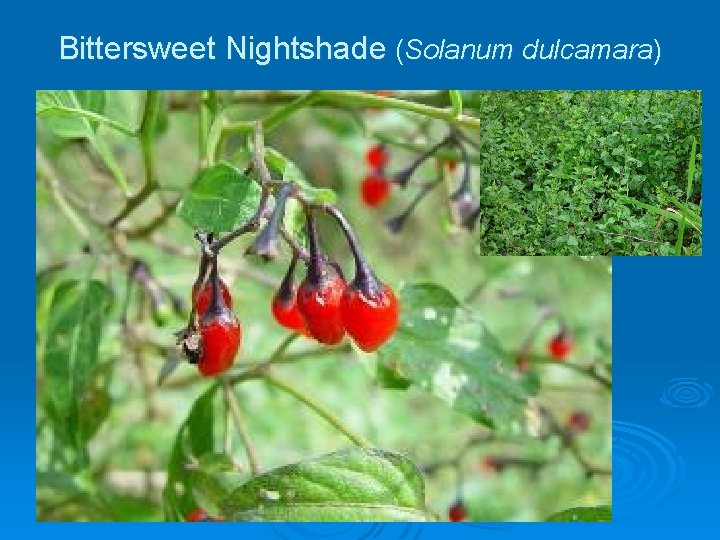 Bittersweet Nightshade (Solanum dulcamara) 