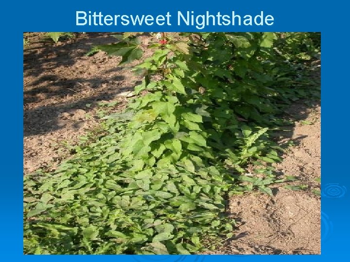 Bittersweet Nightshade 