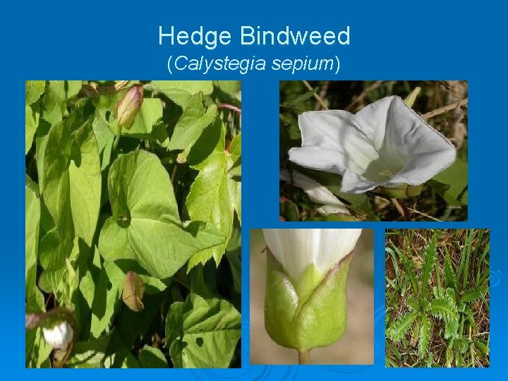 Hedge Bindweed (Calystegia sepium) 