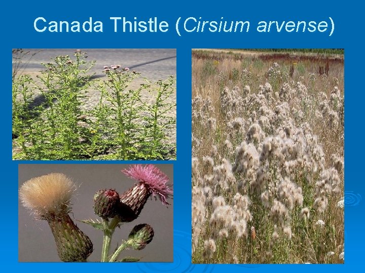 Canada Thistle (Cirsium arvense) 