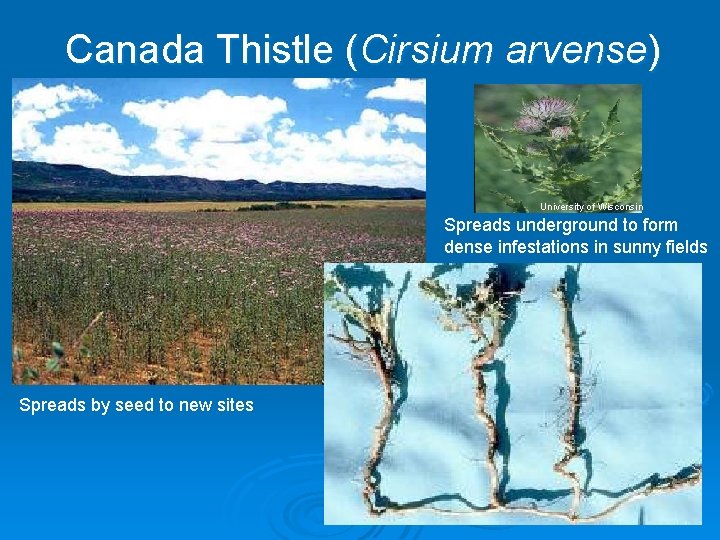 Canada Thistle (Cirsium arvense) University of Wisconsin Spreads underground to form dense infestations in