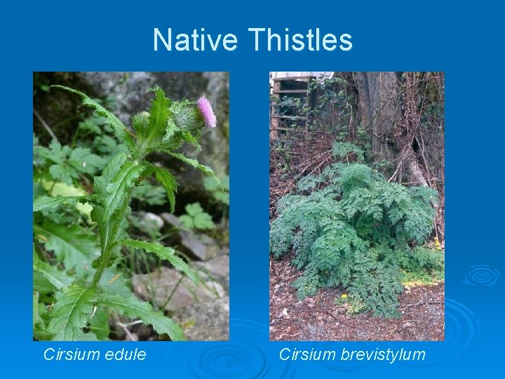 Native Thistles Cirsium edule Cirsium brevistylum 