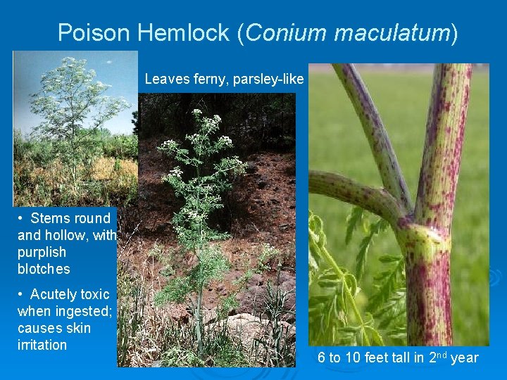 Poison Hemlock (Conium maculatum) Leaves ferny, parsley-like • Stems round and hollow, with purplish