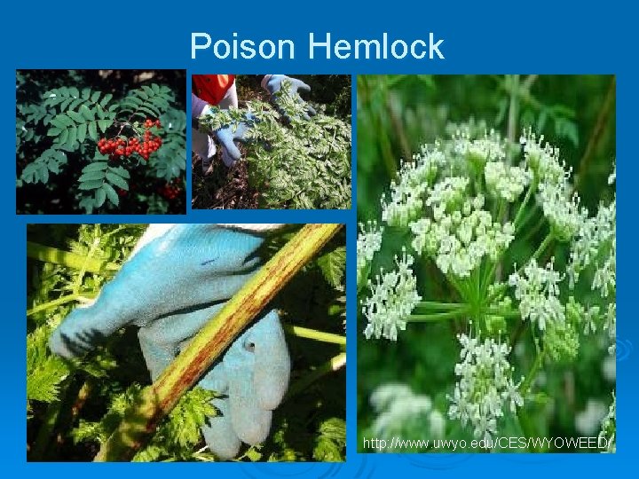 Poison Hemlock http: //www. uwyo. edu/CES/WYOWEED/ 