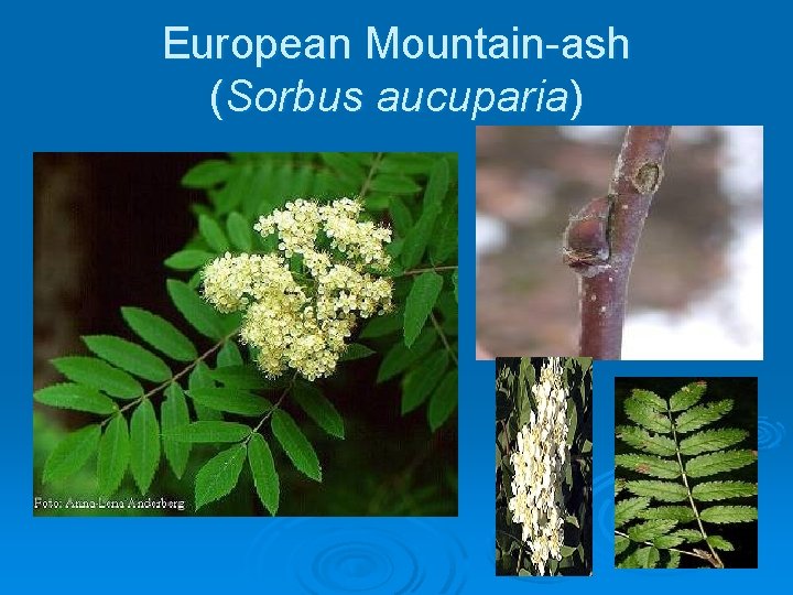 European Mountain-ash (Sorbus aucuparia) 