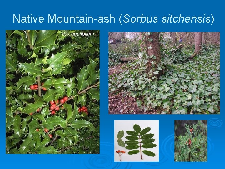 Native Mountain-ash (Sorbus sitchensis) 