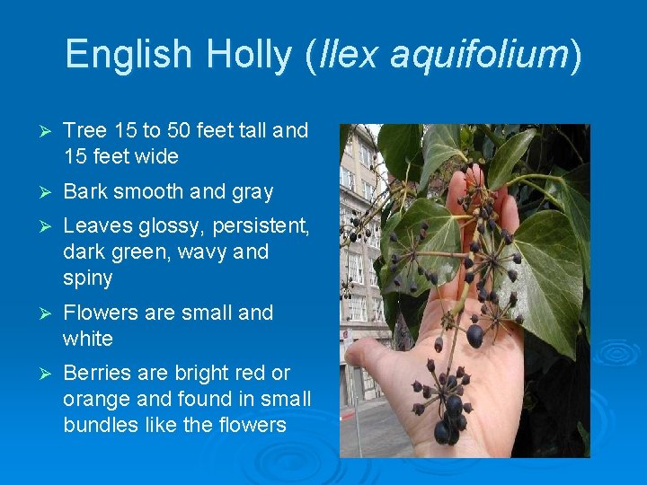 English Holly (Ilex aquifolium) Ø Tree 15 to 50 feet tall and 15 feet