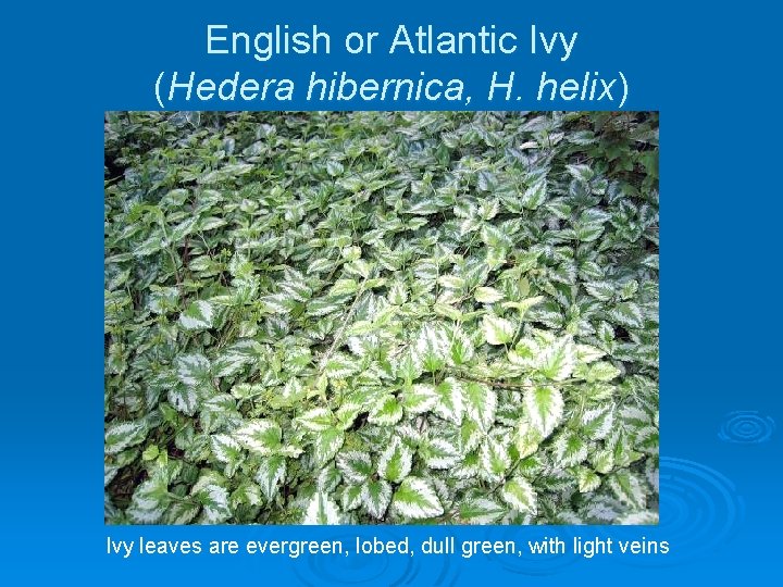 English or Atlantic Ivy (Hedera hibernica, H. helix) Ivy leaves are evergreen, lobed, dull
