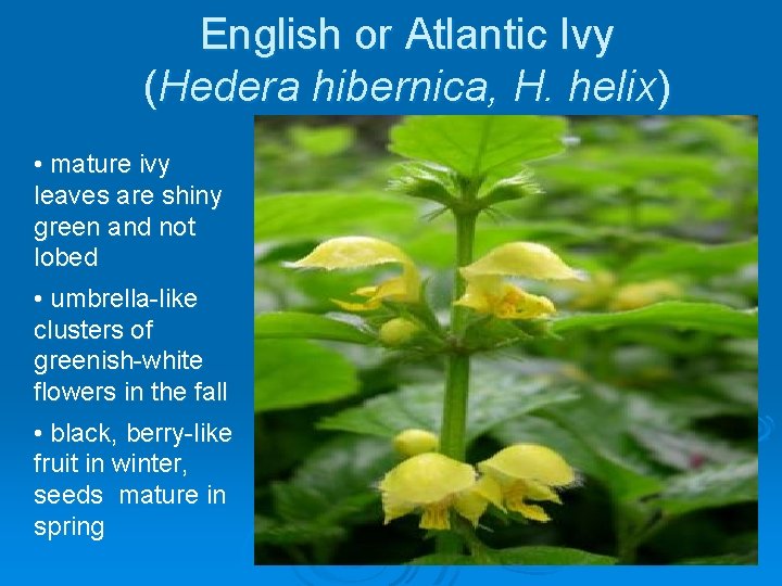 English or Atlantic Ivy (Hedera hibernica, H. helix) • mature ivy leaves are shiny