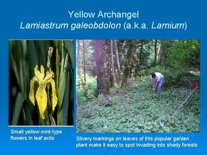 Yellow Archangel Lamiastrum galeobdolon (a. k. a. Lamium) Small yellow mint-type flowers in leaf