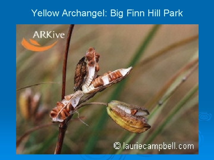Yellow Archangel: Big Finn Hill Park 
