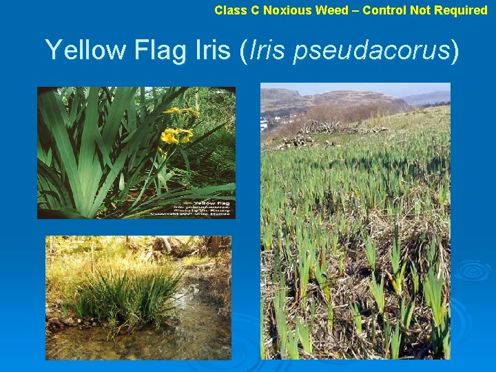 Class C Noxious Weed – Control Not Required Yellow Flag Iris (Iris pseudacorus) 