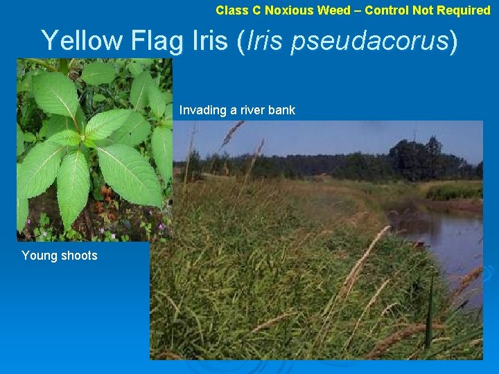 Class C Noxious Weed – Control Not Required Yellow Flag Iris (Iris pseudacorus) Invading