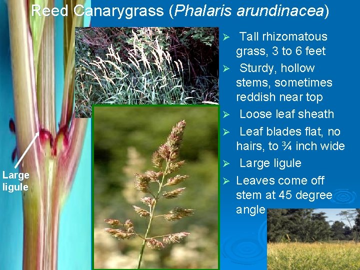 Reed Canarygrass (Phalaris arundinacea) Ø Ø Ø Large ligule Ø Loose leaf sheath Tall