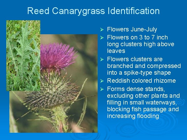 Reed Canarygrass Identification Ø Ø http: //popgen. unimaas. nl/~ jlindsey/commanster Ø Flowers June-July Flowers