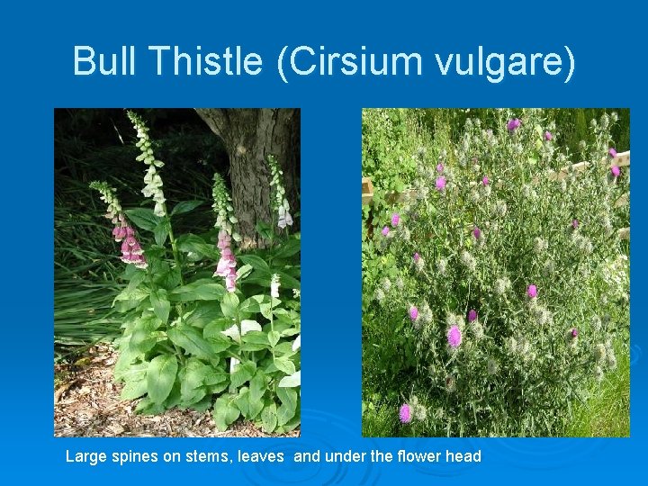 Bull Thistle (Cirsium vulgare) Large spines on stems, leaves and under the flower head