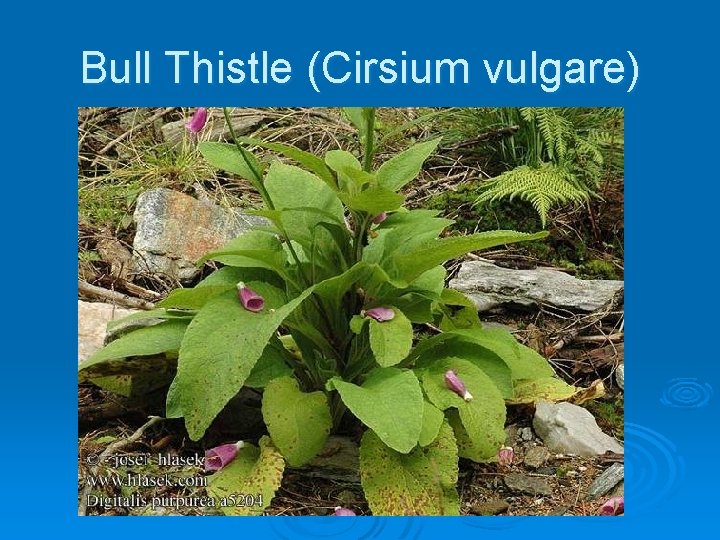 Bull Thistle (Cirsium vulgare) 