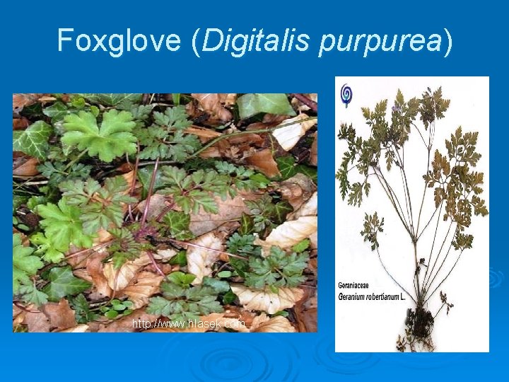 Foxglove (Digitalis purpurea) http: //www. hlasek. com 