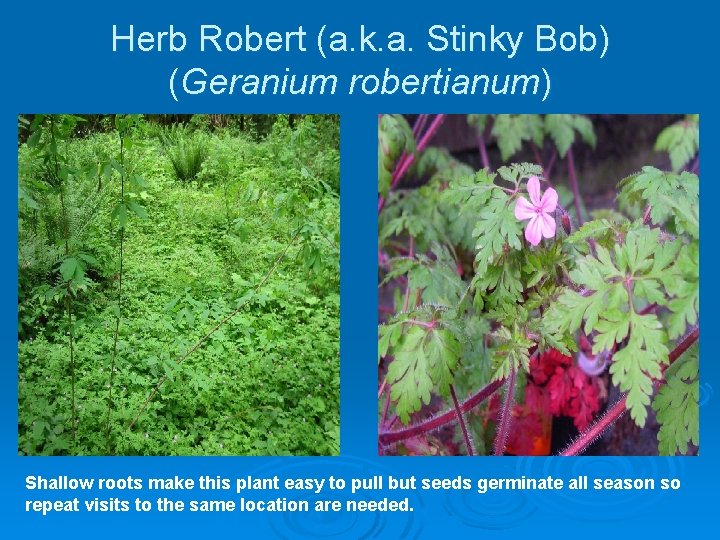 Herb Robert (a. k. a. Stinky Bob) (Geranium robertianum) Shallow roots make this plant