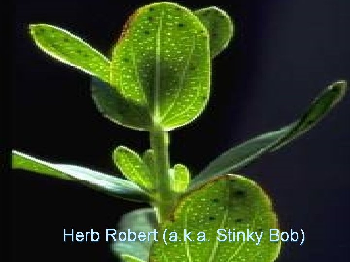 Herb Robert (a. k. a. Stinky Bob) 
