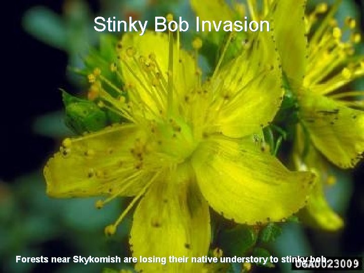 Stinky Bob Invasion Forests near Skykomish are losing their native understory to stinky bob.