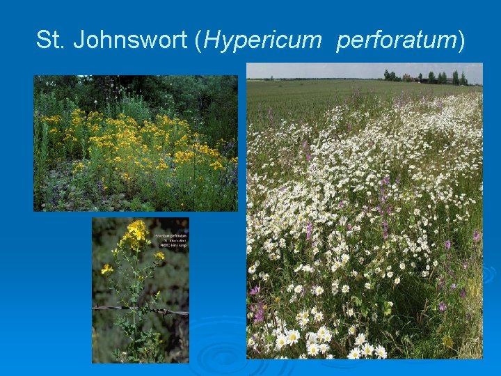 St. Johnswort (Hypericum perforatum) 