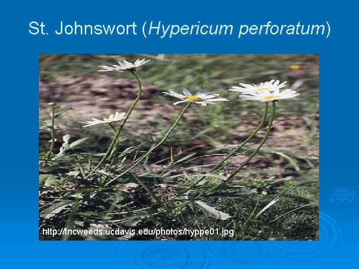 St. Johnswort (Hypericum perforatum) http: //tncweeds. ucdavis. edu/photos/hyppe 01. jpg 