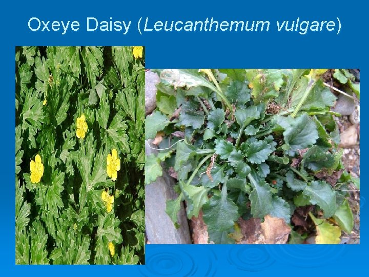 Oxeye Daisy (Leucanthemum vulgare) 
