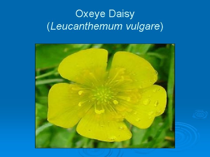Oxeye Daisy (Leucanthemum vulgare) 