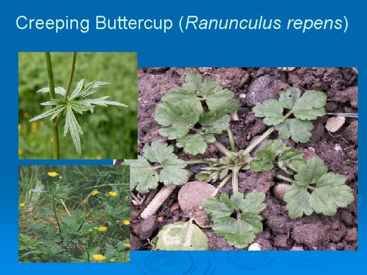 Creeping Buttercup (Ranunculus repens) 