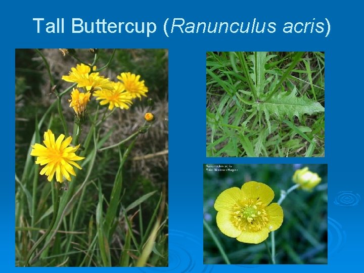Tall Buttercup (Ranunculus acris) 