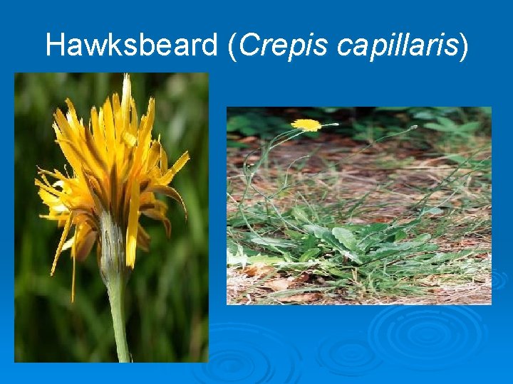Hawksbeard (Crepis capillaris) 