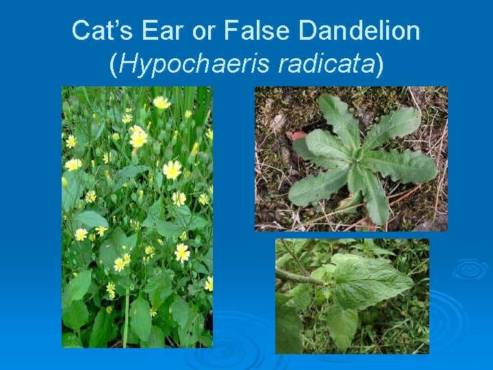 Cat’s Ear or False Dandelion (Hypochaeris radicata) 