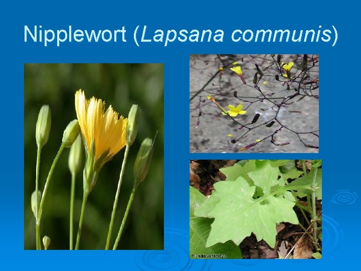 Nipplewort (Lapsana communis) 
