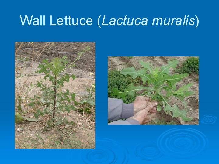 Wall Lettuce (Lactuca muralis) 
