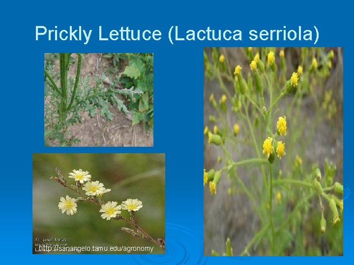 Prickly Lettuce (Lactuca serriola) http: //sanangelo. tamu. edu/agronomy 