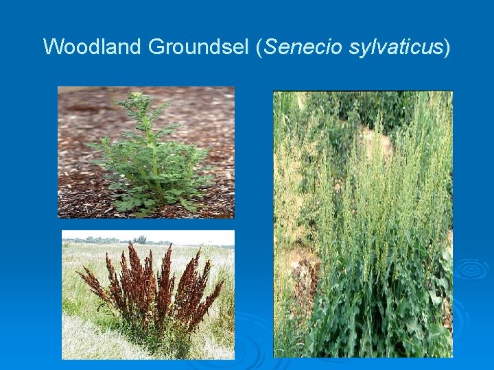 Woodland Groundsel (Senecio sylvaticus) 