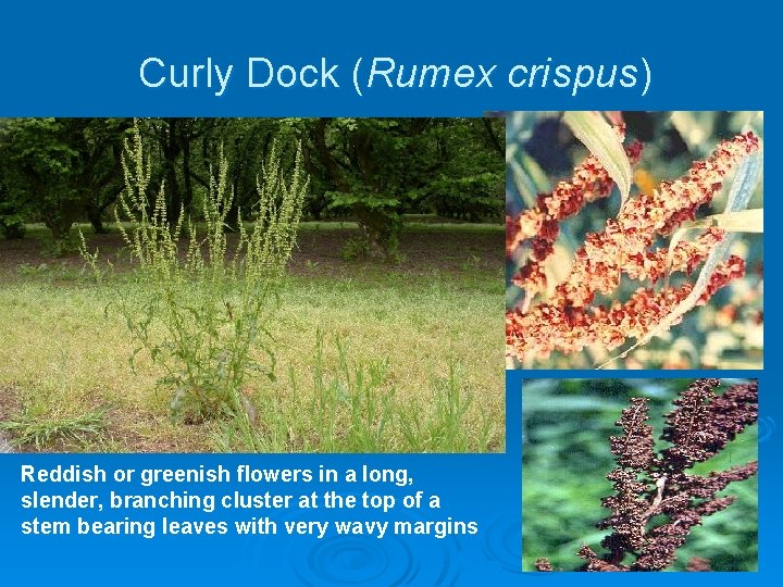 Curly Dock (Rumex crispus) Reddish or greenish flowers in a long, slender, branching cluster