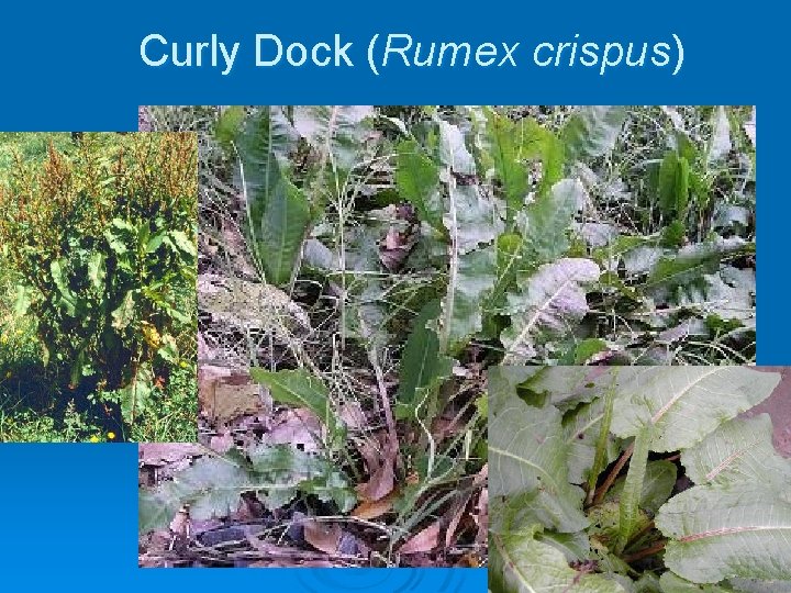 Curly Dock (Rumex crispus) 