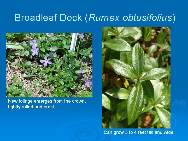 Broadleaf Dock (Rumex obtusifolius) New foliage emerges from the crown, tightly rolled and erect.