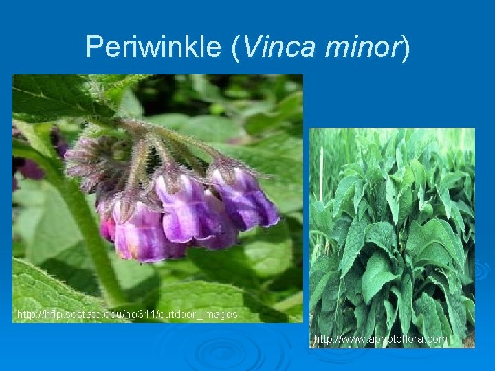 Periwinkle (Vinca minor) http: //hflp. sdstate. edu/ho 311/outdoor_images http: //www. aphotoflora. com 