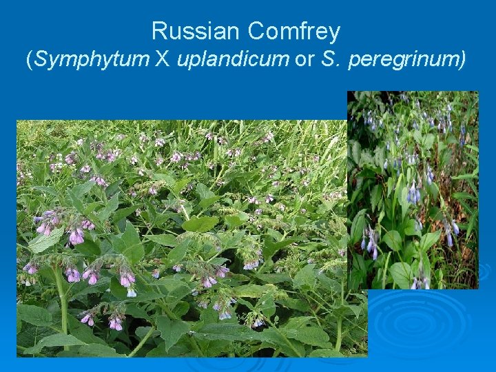 Russian Comfrey (Symphytum X uplandicum or S. peregrinum) 