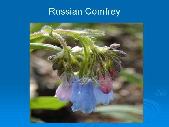 Russian Comfrey 
