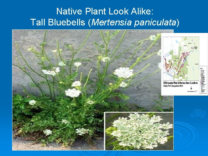 Native Plant Look Alike: Tall Bluebells (Mertensia paniculata) 