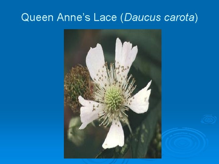 Queen Anne’s Lace (Daucus carota) 