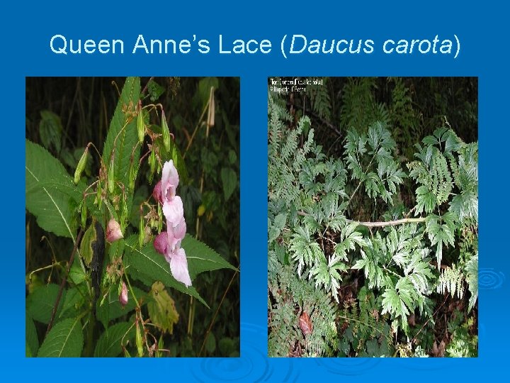 Queen Anne’s Lace (Daucus carota) 